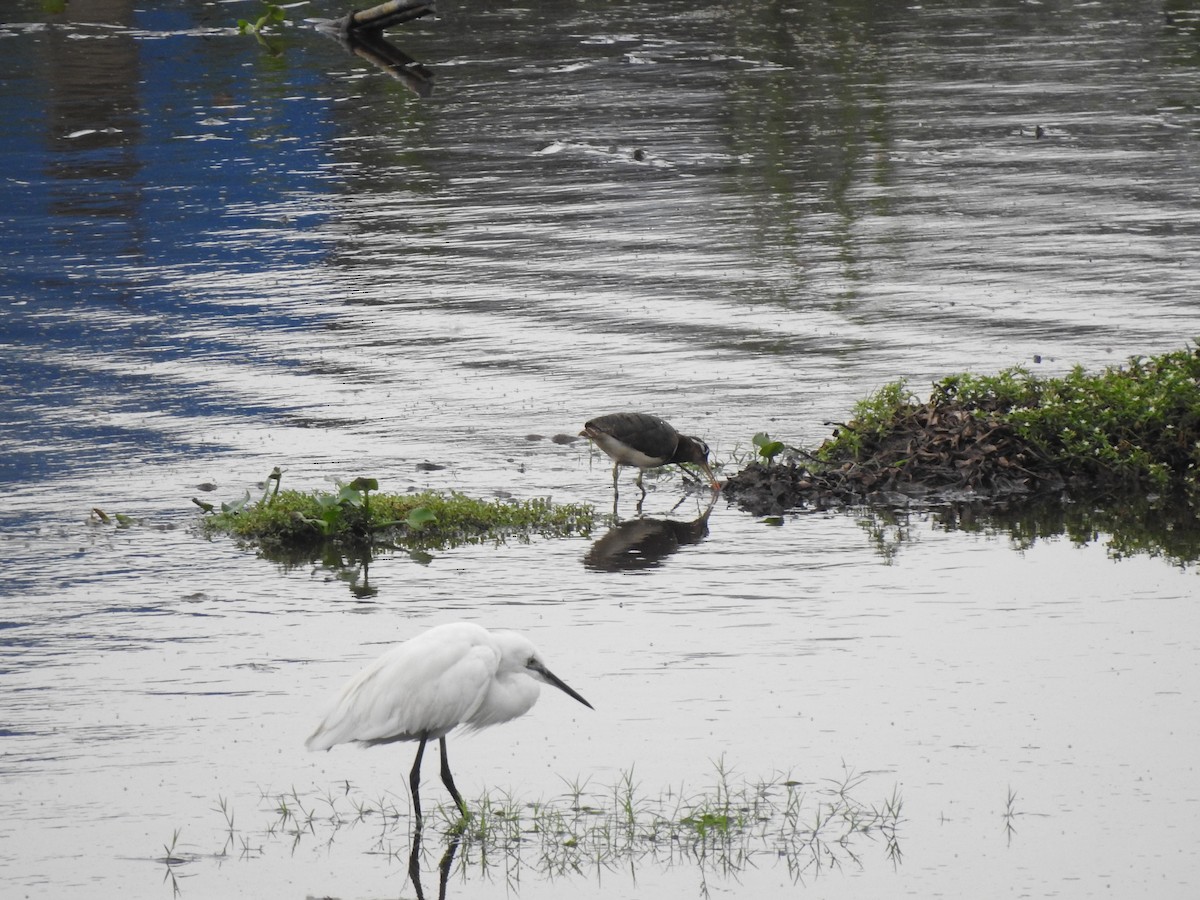 Little Egret - ML620179410