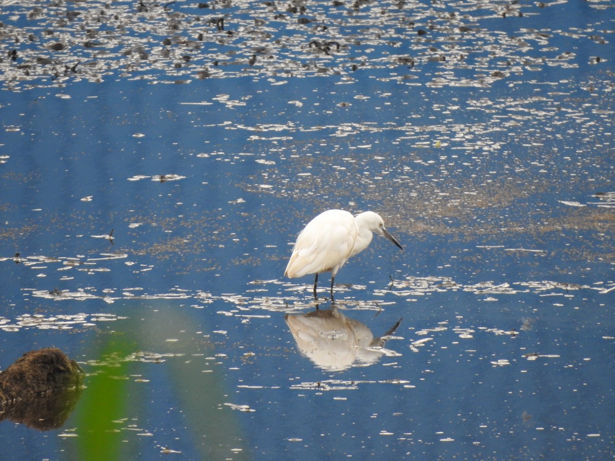 Little Egret - ML620179411