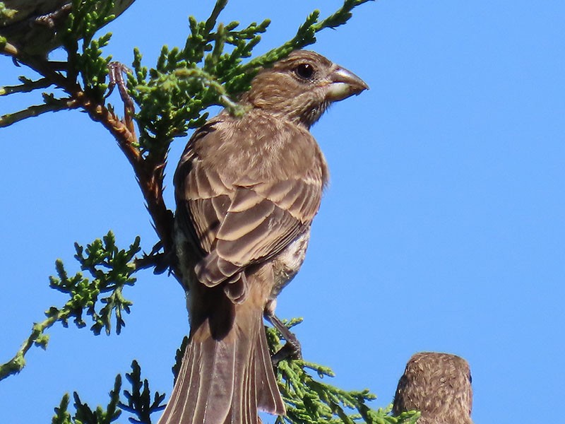 House Finch - ML620179415