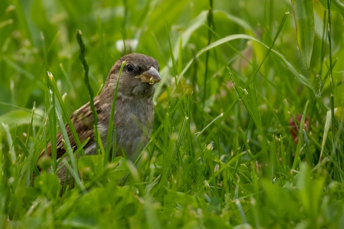 House Sparrow - ML620179417