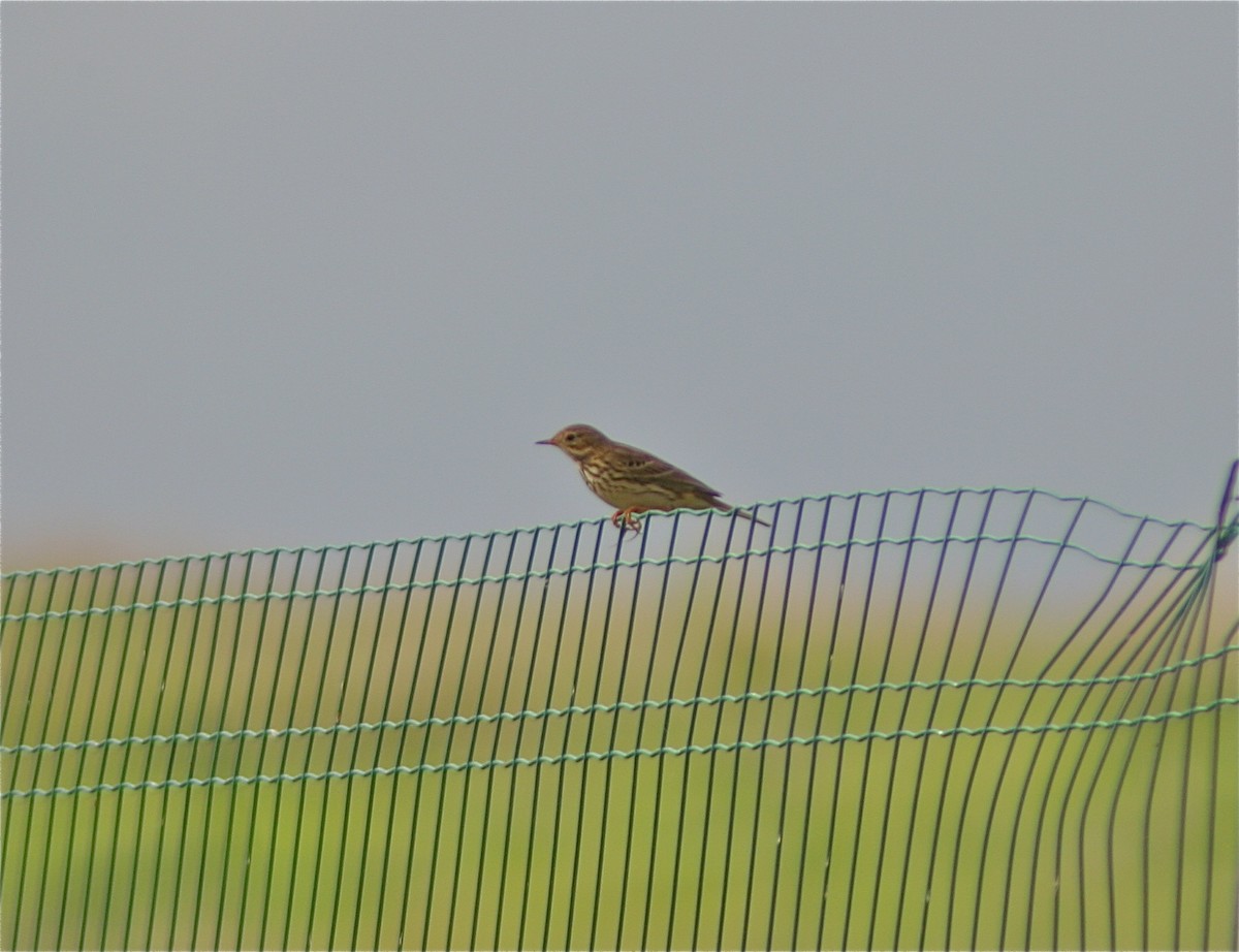 Meadow Pipit - ML620179418