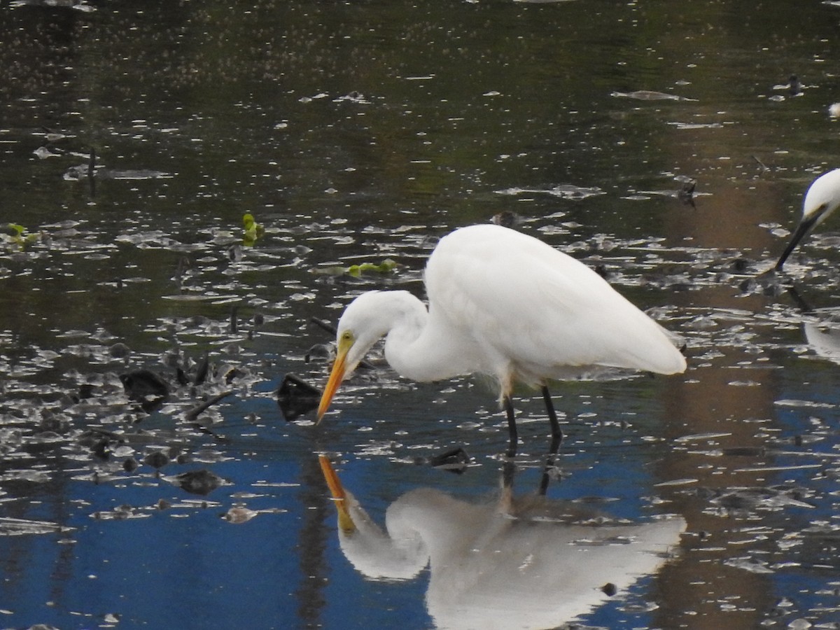 Medium Egret - ML620179420