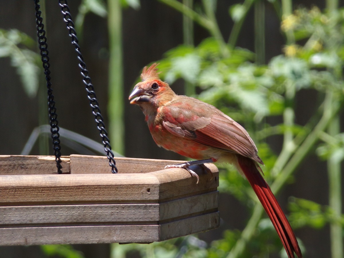 Northern Cardinal - ML620179426