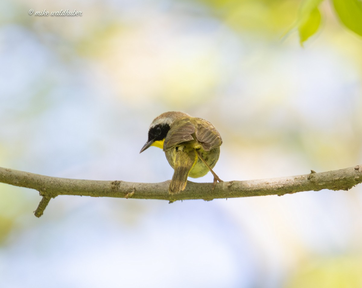 Common Yellowthroat - ML620179427