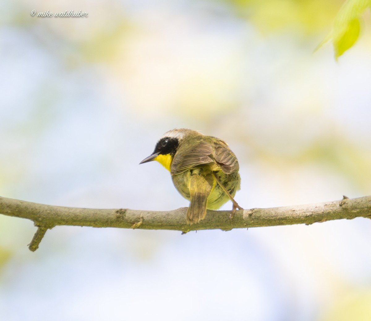 Common Yellowthroat - ML620179428