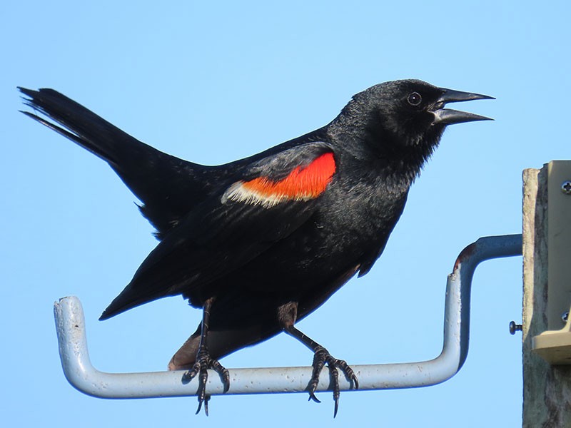 Red-winged Blackbird - ML620179434