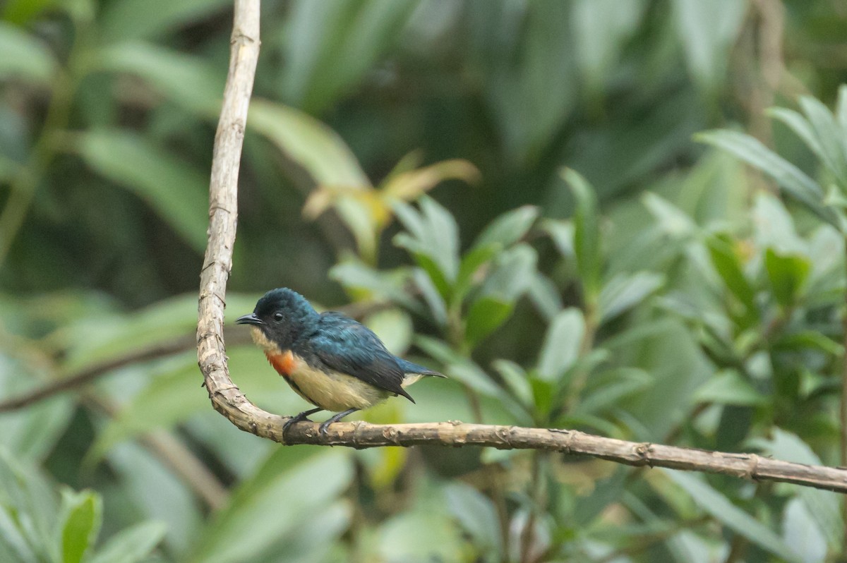 Fire-breasted Flowerpecker - ML620179441