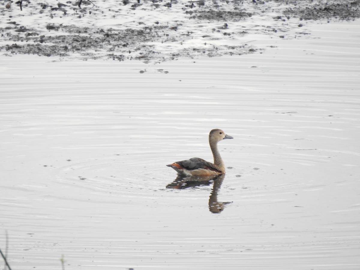 Dendrocygne siffleur - ML620179446