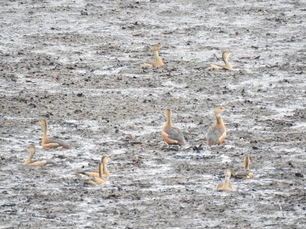 Lesser Whistling-Duck - ML620179453