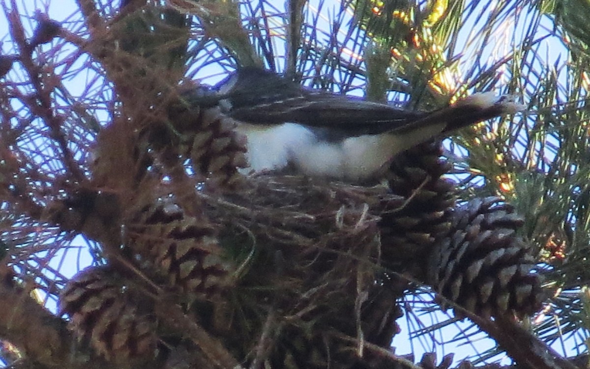 Eastern Kingbird - ML620179455