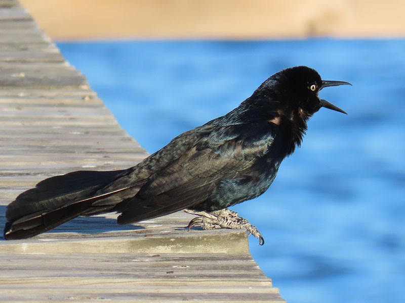 Boat-tailed Grackle - ML620179460