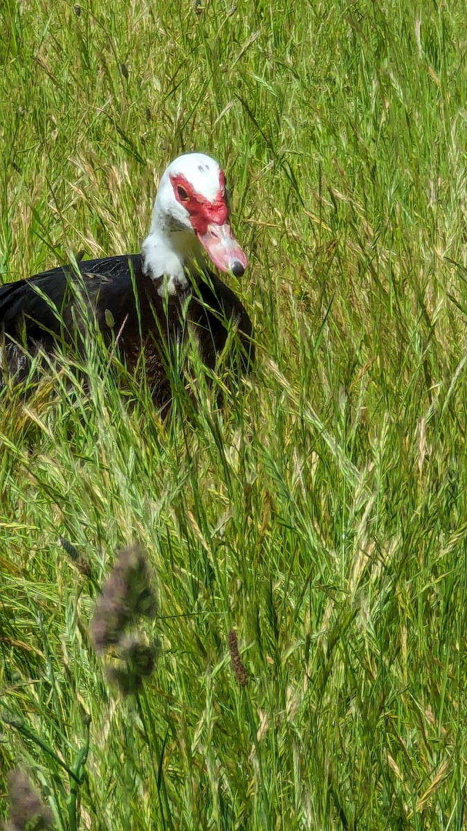 Muscovy Duck (Domestic type) - ML620179465