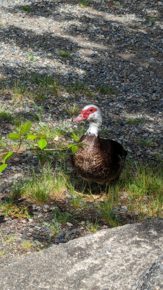 Muscovy Duck (Domestic type) - ML620179466