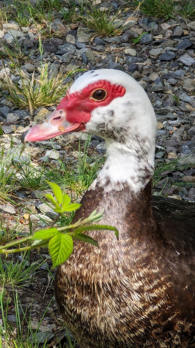 Muscovy Duck (Domestic type) - ML620179469