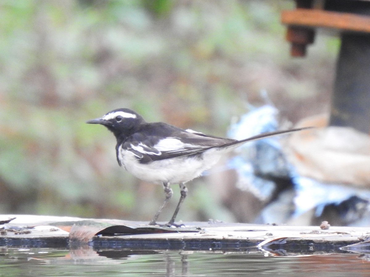 White-browed Wagtail - ML620179471