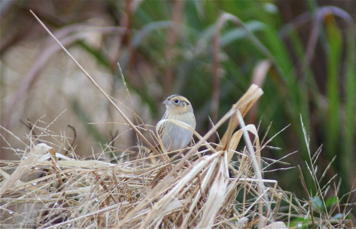 LeConte's Sparrow - ML620179480