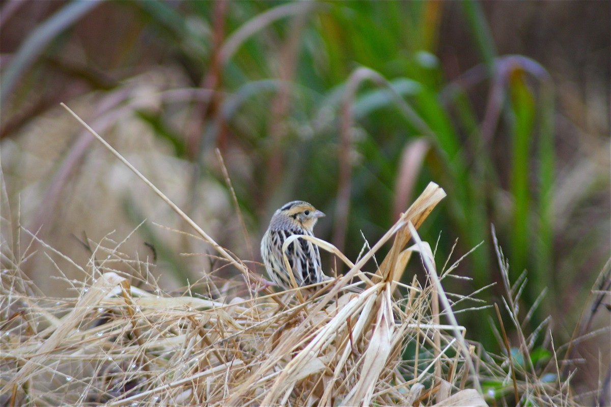 LeConte's Sparrow - ML620179483