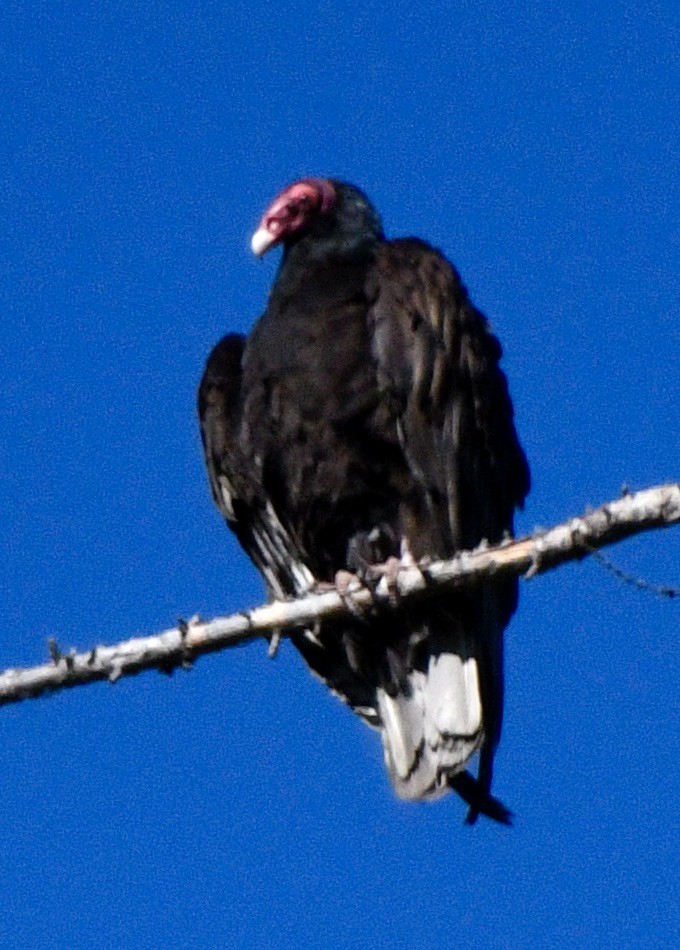 Turkey Vulture - ML620179485