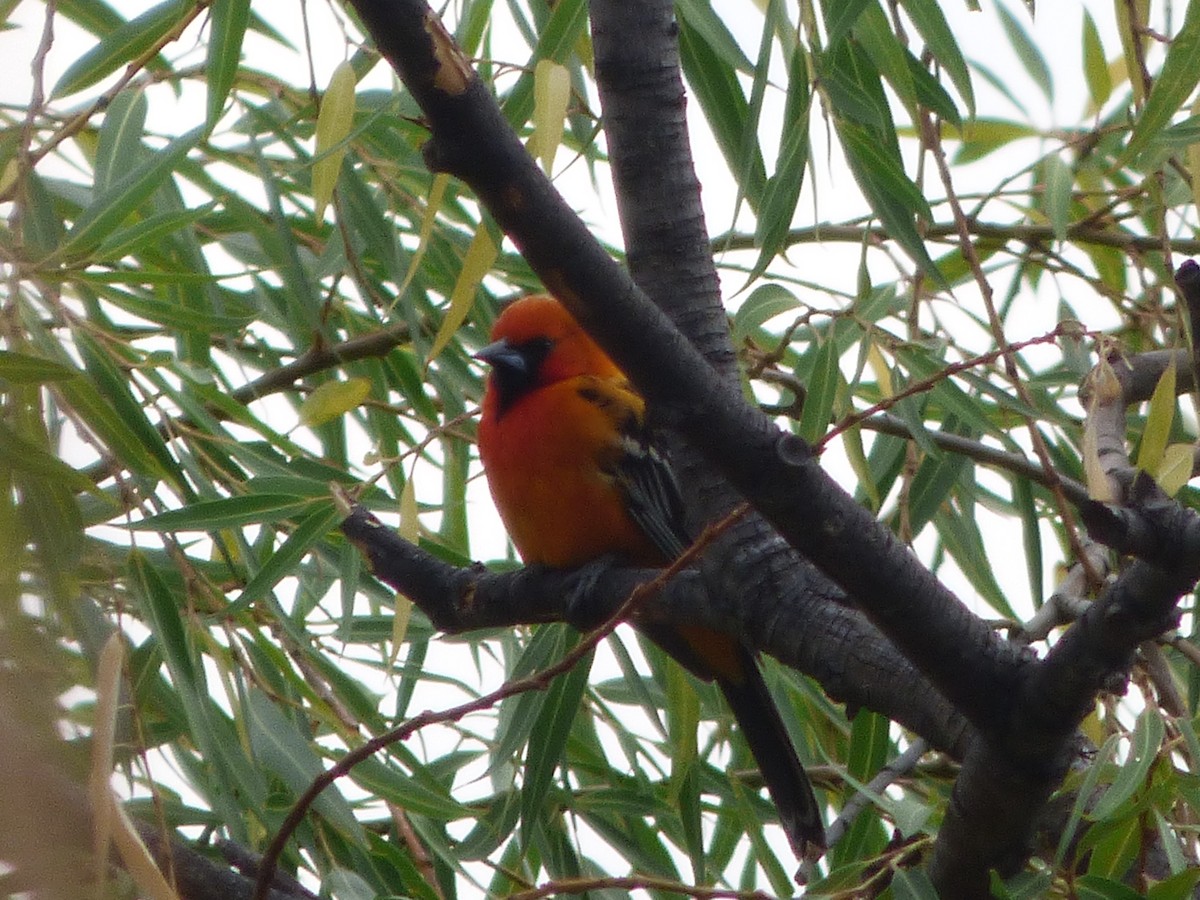 Streak-backed Oriole - ML620179488