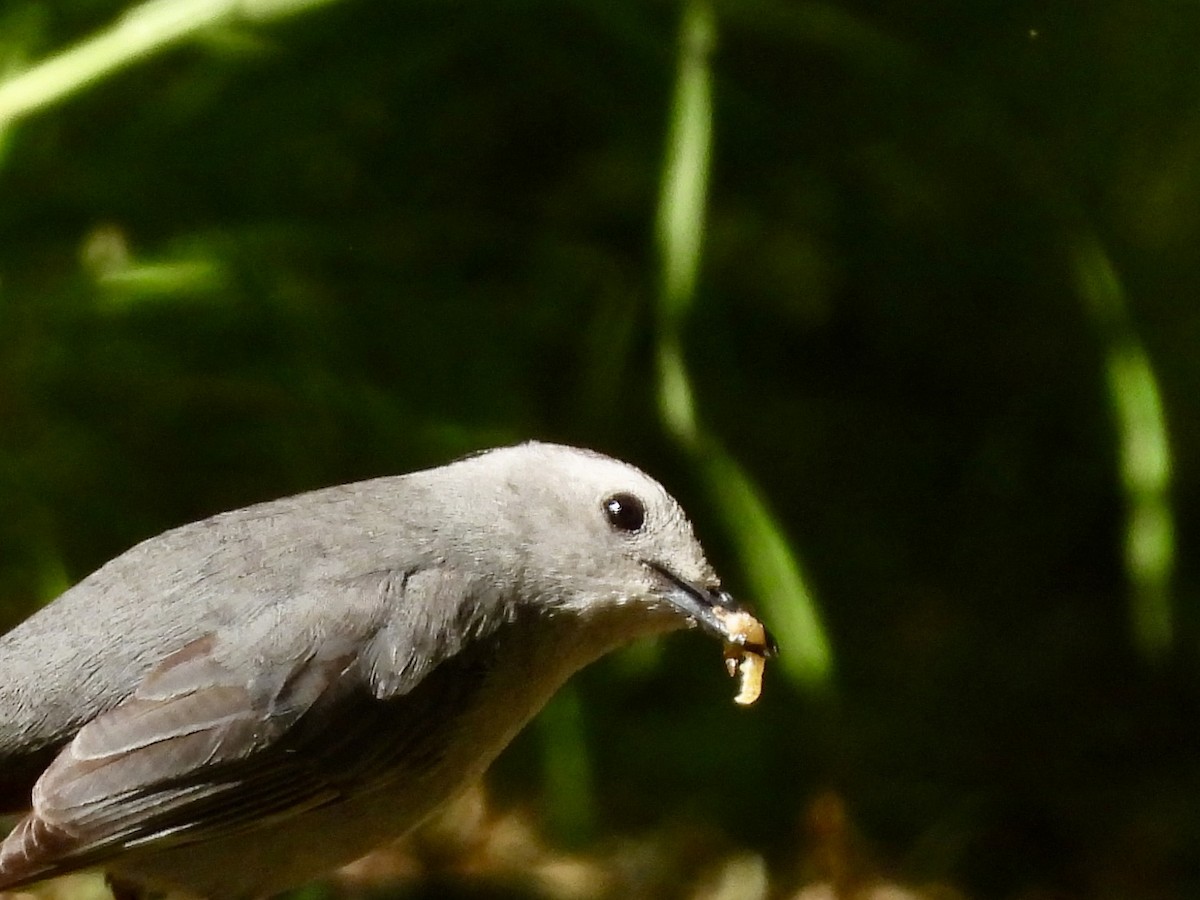 Gray Catbird - ML620179489