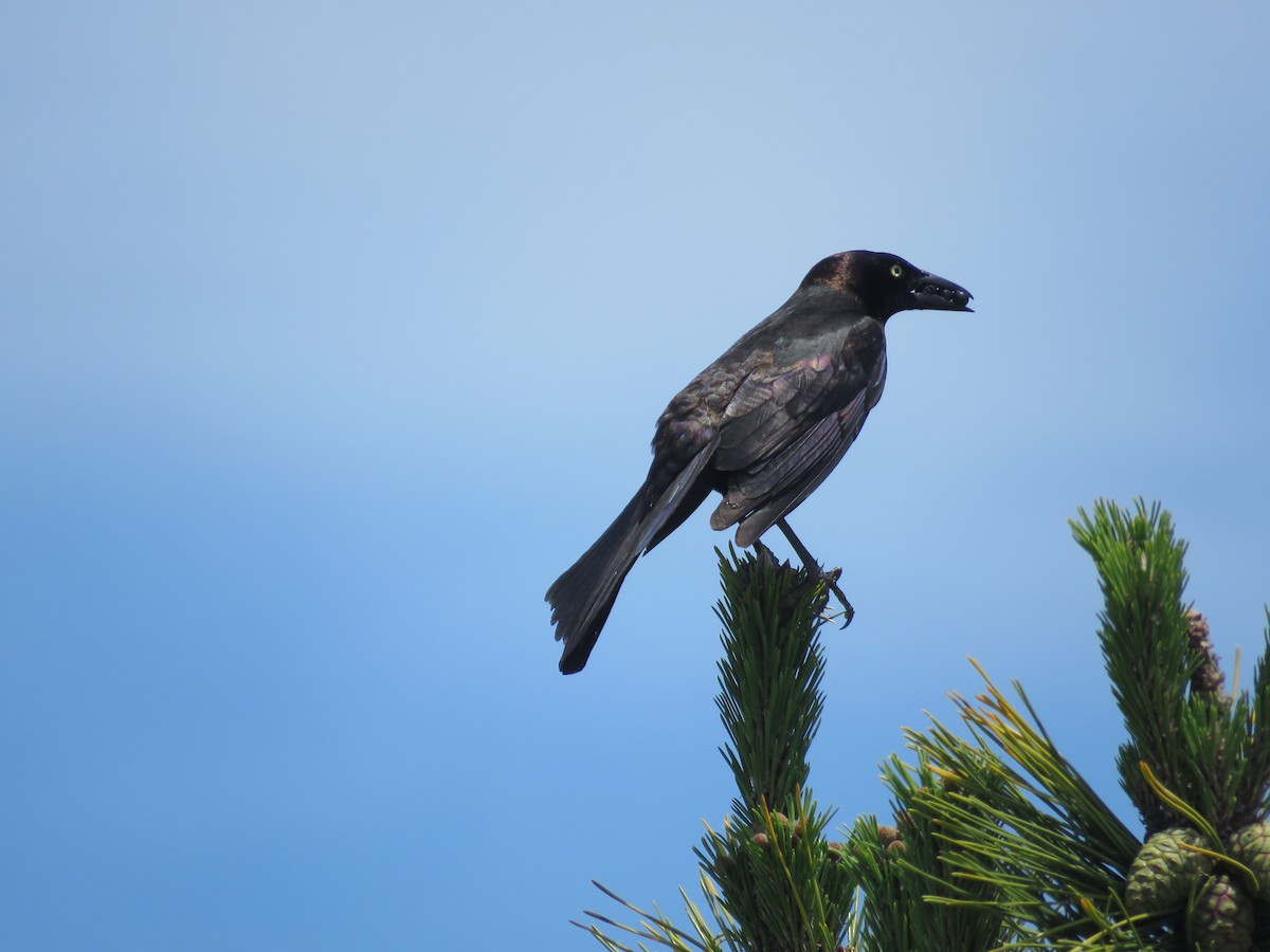 Boat-tailed Grackle - ML620179496