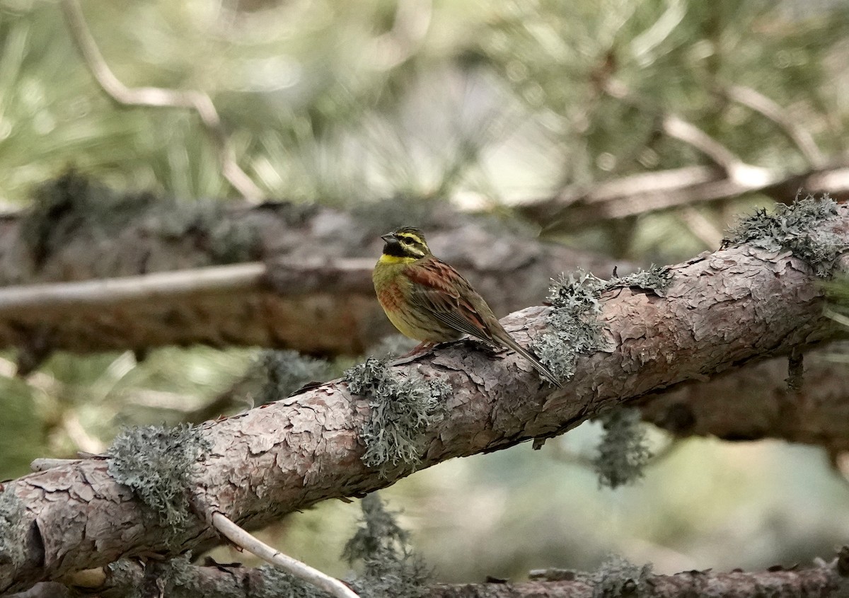 Cirl Bunting - ML620179497