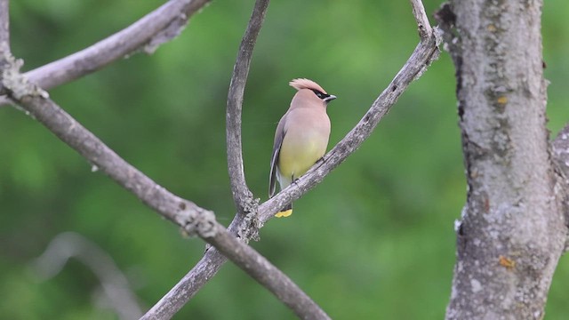 Cedar Waxwing - ML620179502