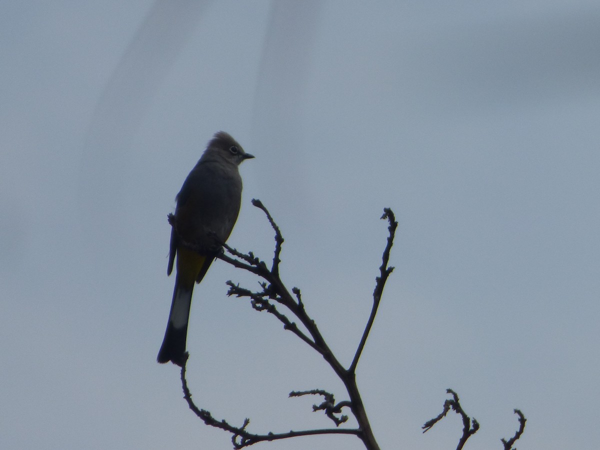 Gray Silky-flycatcher - ML620179503