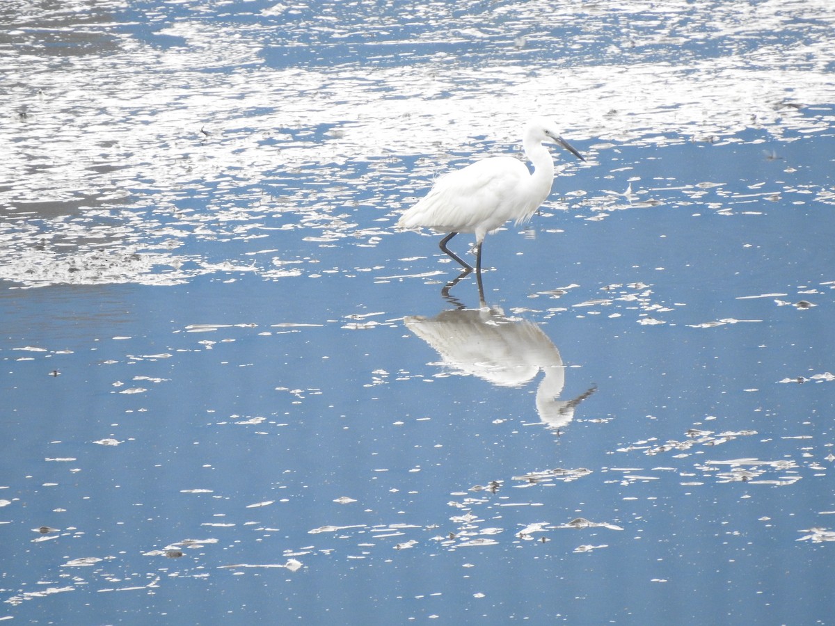 Little Egret - ML620179504