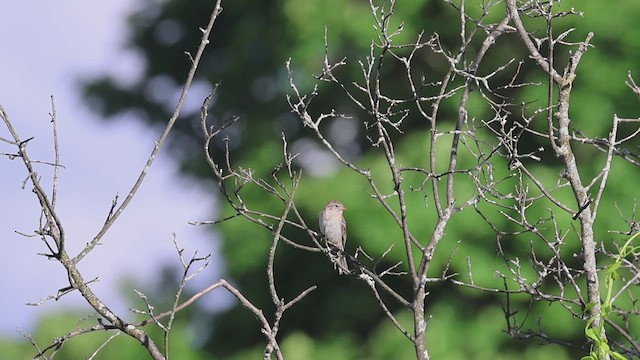 Field Sparrow - ML620179507