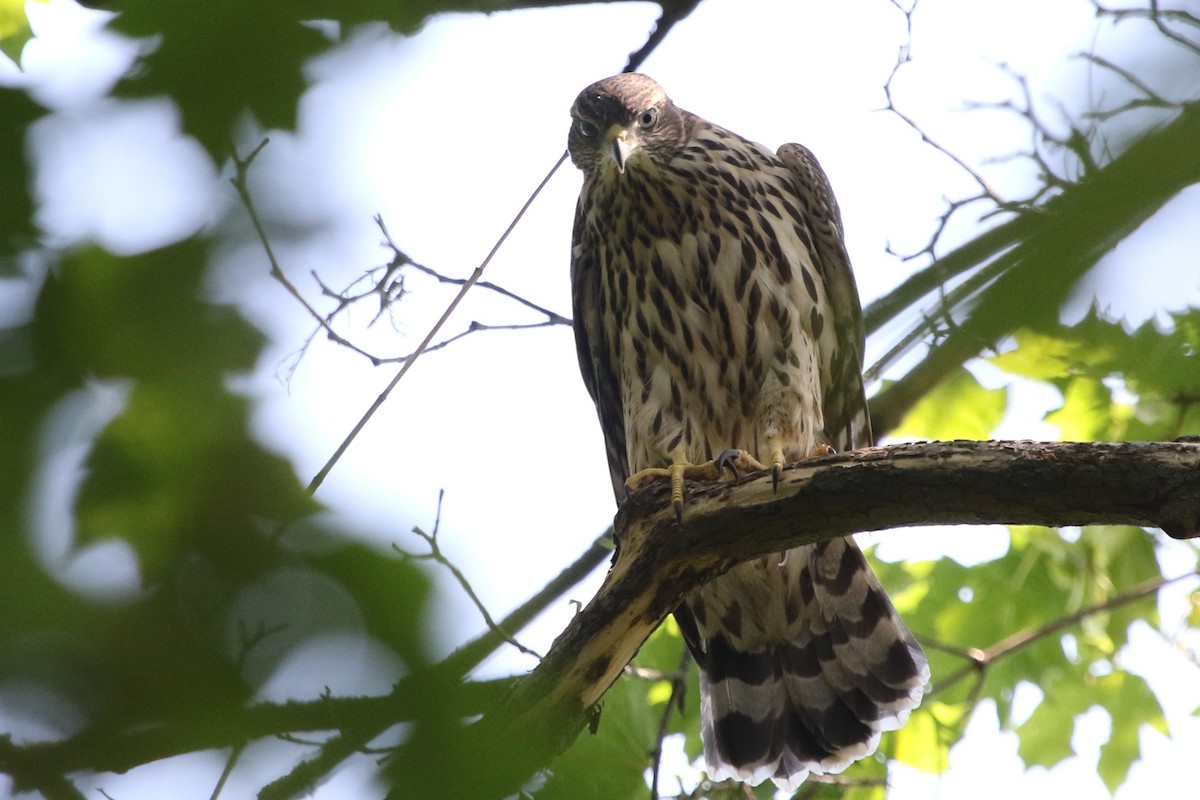 Eurasian Goshawk - ML620179508