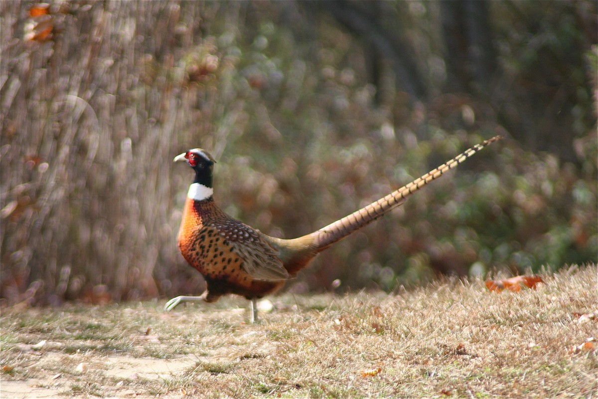 Ring-necked Pheasant - ML620179509