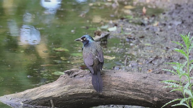 Common Grackle - ML620179510