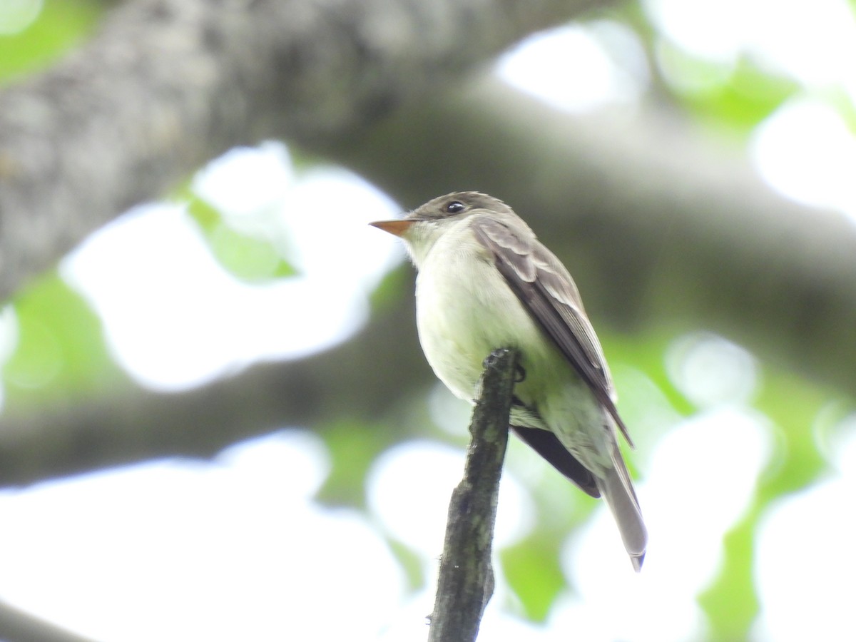 Eastern Wood-Pewee - ML620179515