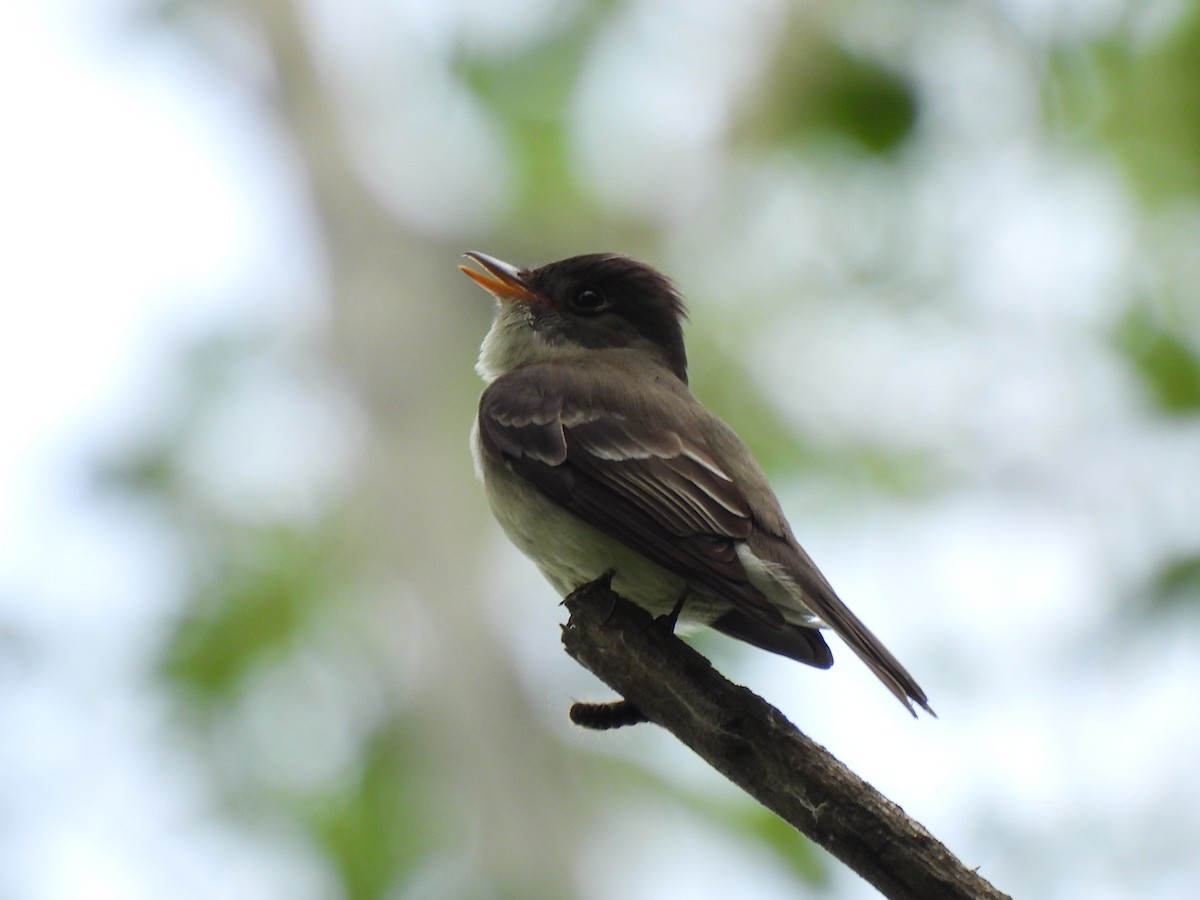 Eastern Wood-Pewee - ML620179516