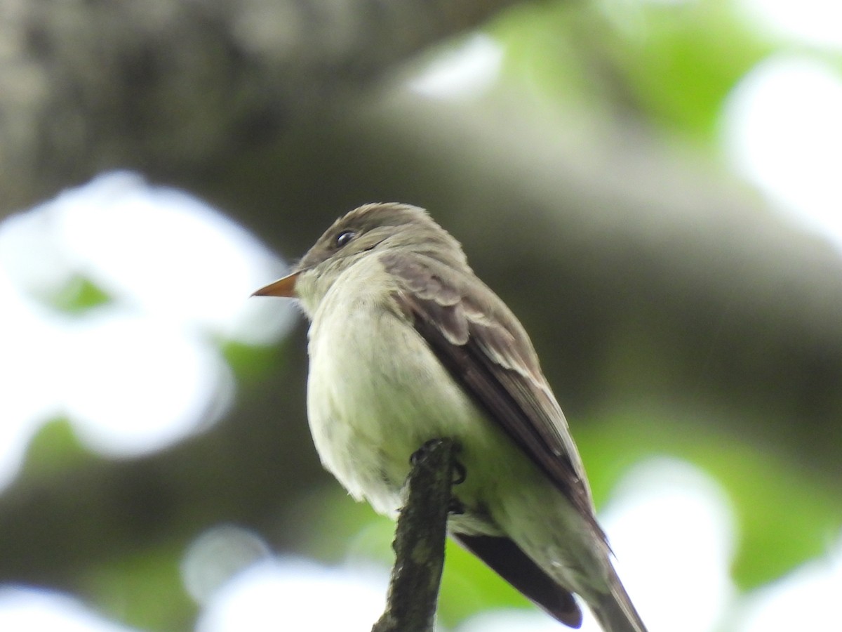 Eastern Wood-Pewee - ML620179517