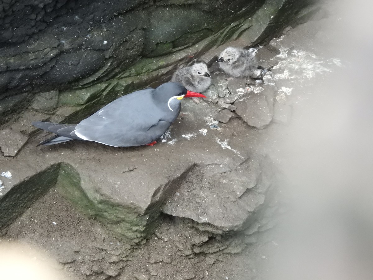 Inca Tern - ML620179523