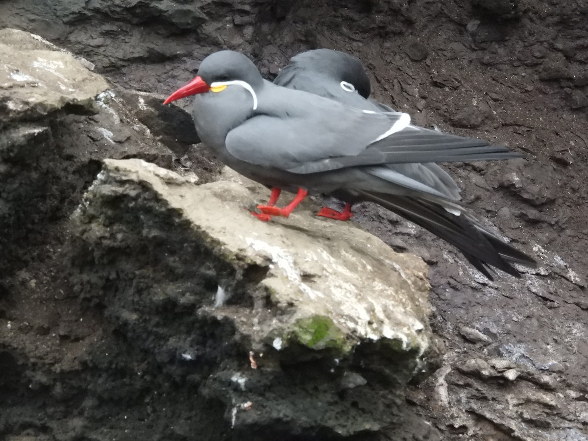 Inca Tern - Jason Lewis