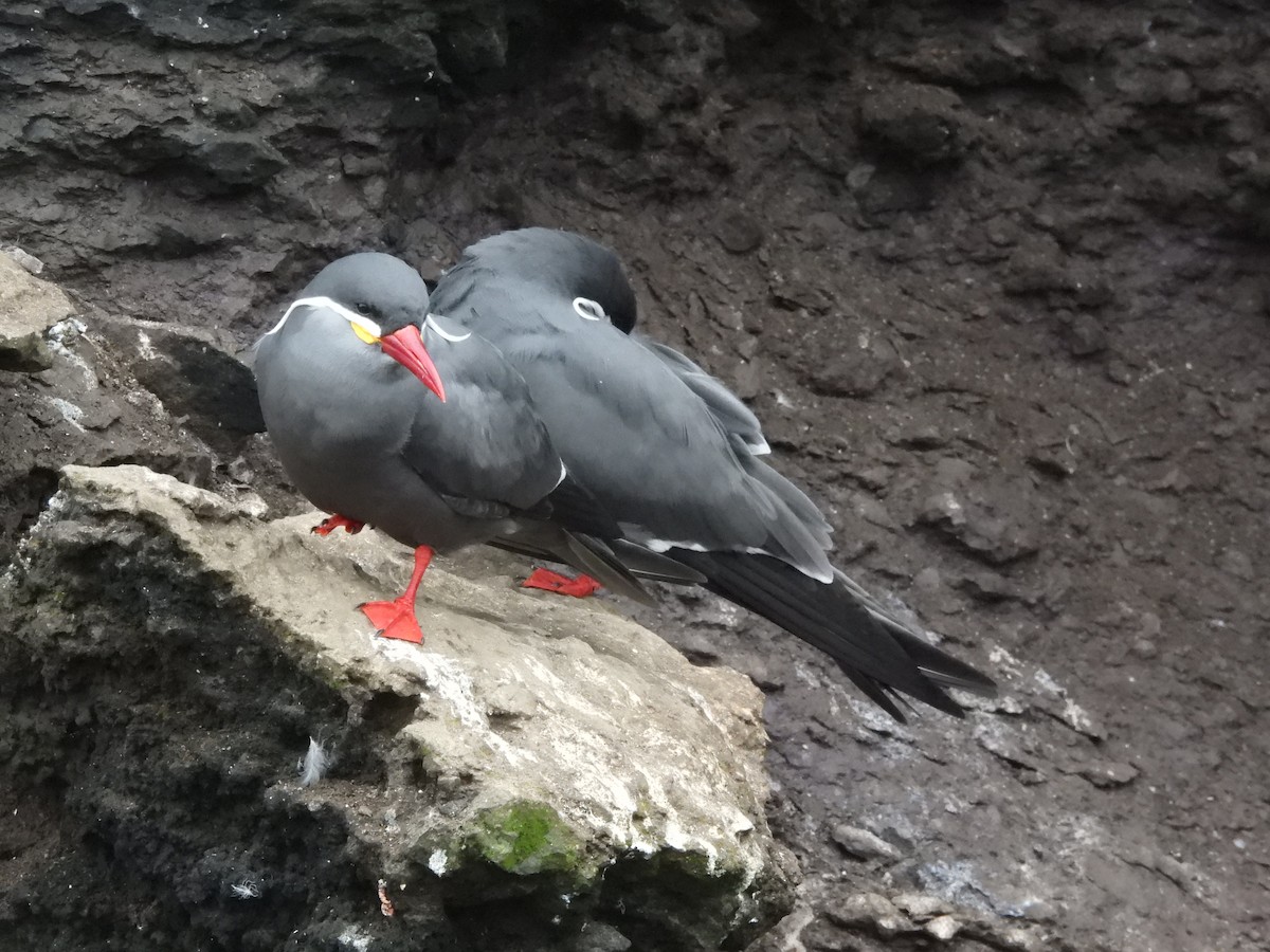 Inca Tern - ML620179528