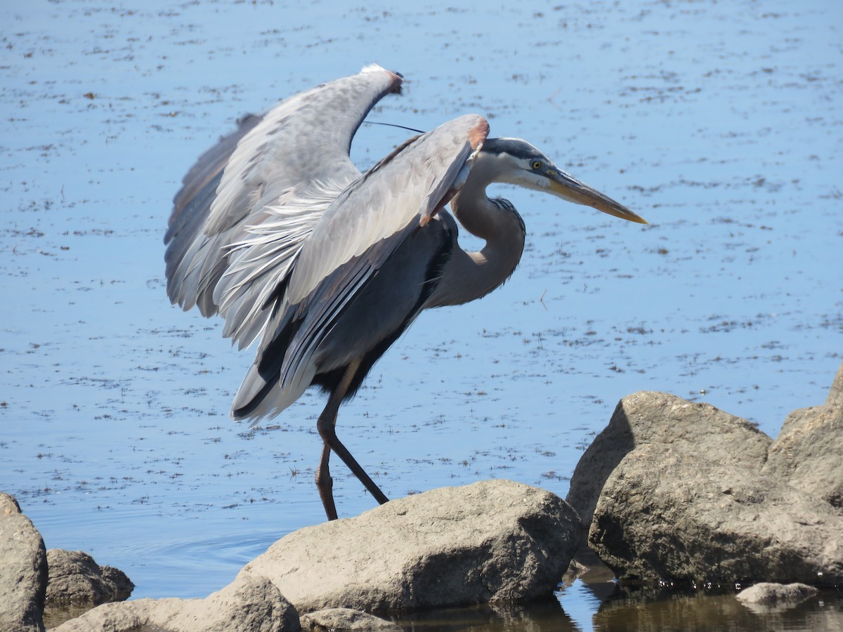 Great Blue Heron - ML620179539