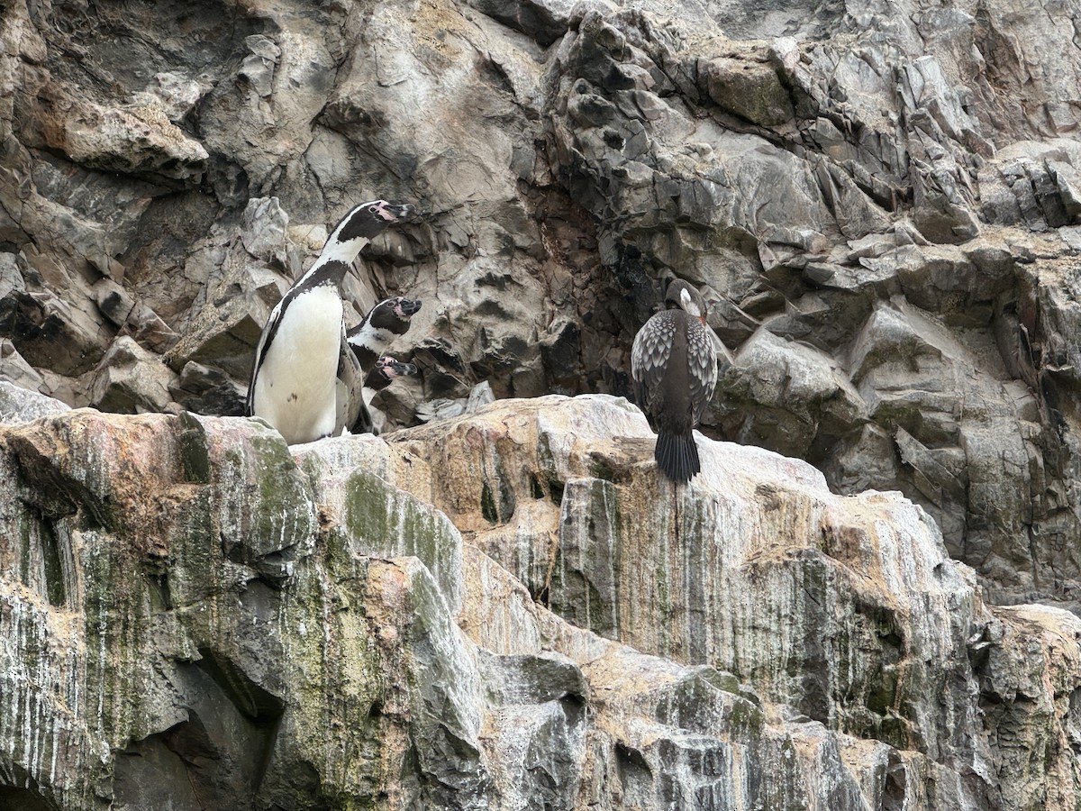 tučňák Humboldtův - ML620179542