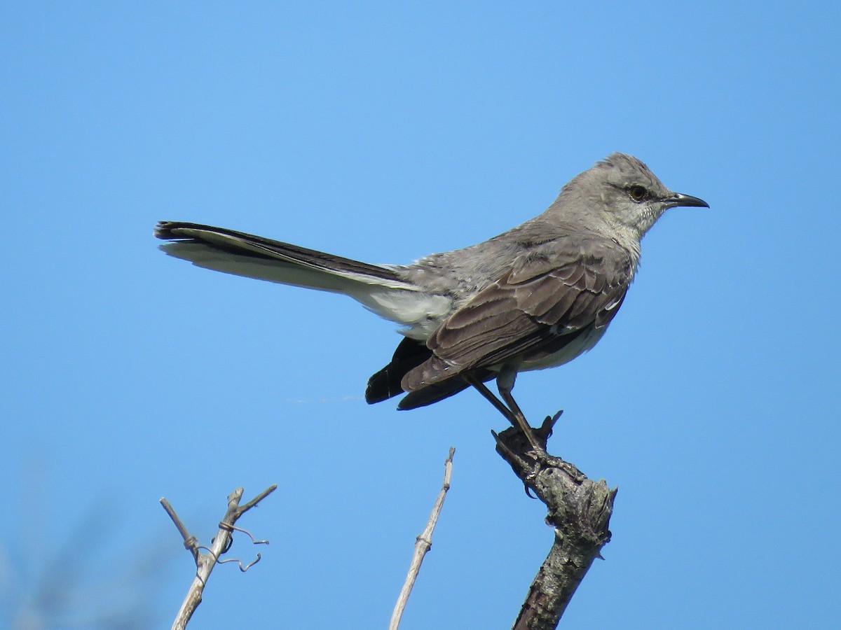 Northern Mockingbird - ML620179546