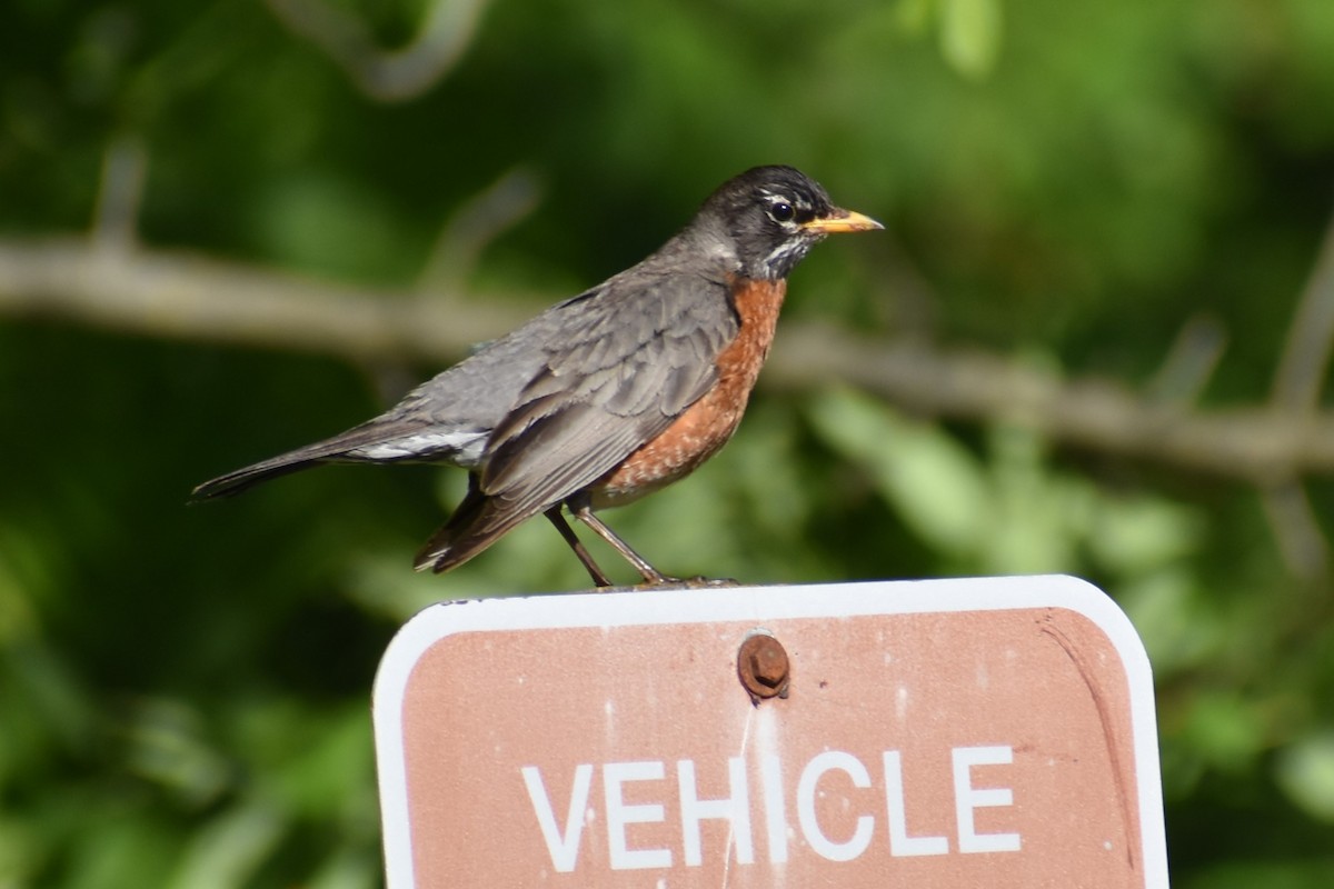 American Robin - ML620179547