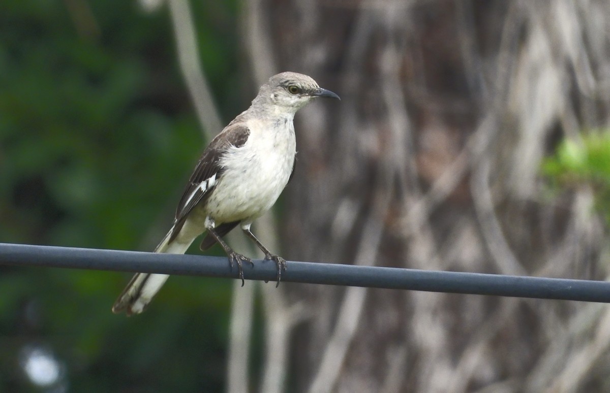 Northern Mockingbird - ML620179550