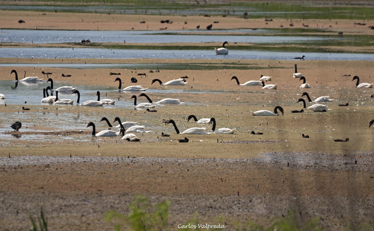 Black-necked Swan - ML620179565