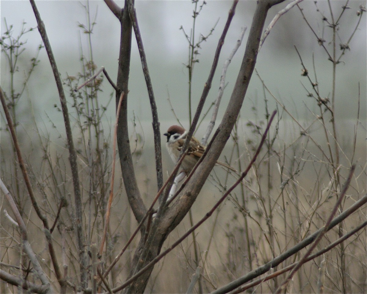Eurasian Tree Sparrow - ML620179572