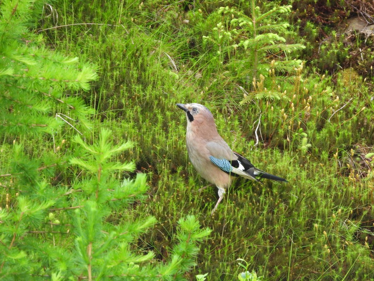 Eurasian Jay - ML620179574