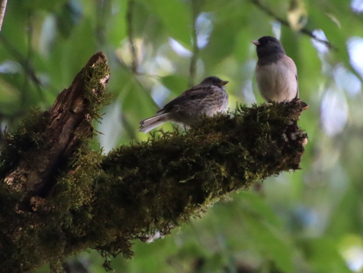 Junco Ojioscuro (grupo oreganus) - ML620179576