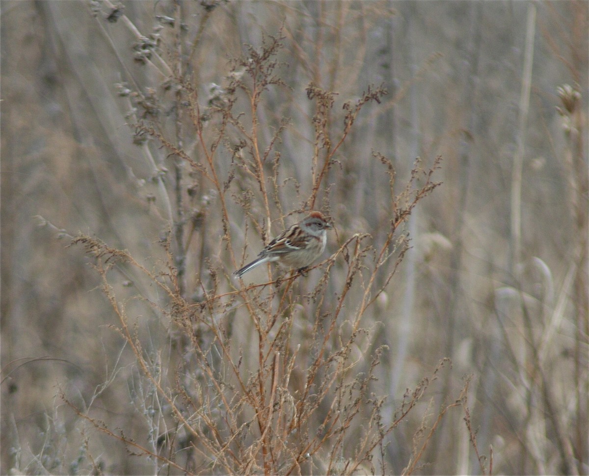 American Tree Sparrow - ML620179578