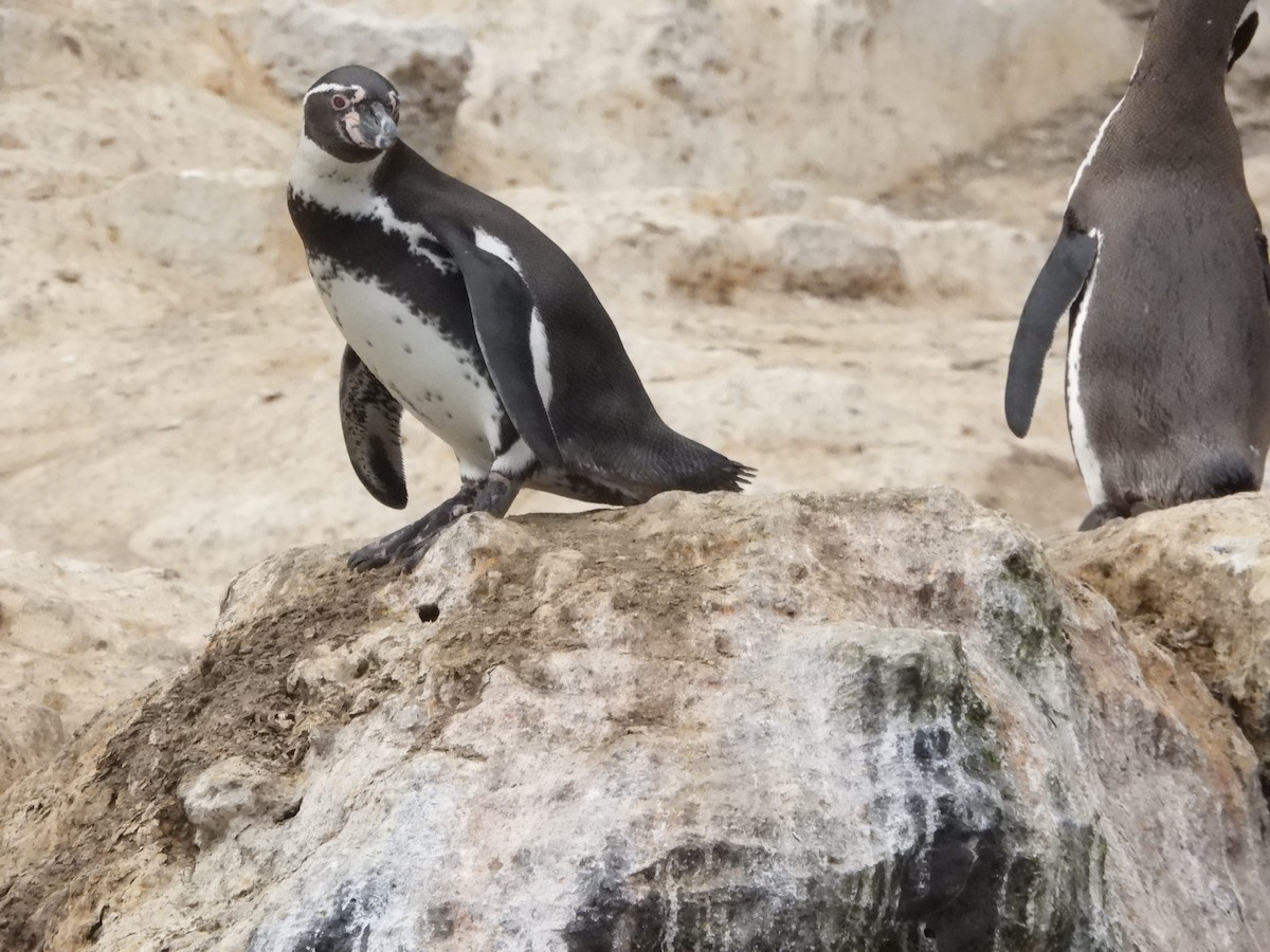 Pingüino de Humboldt - ML620179579